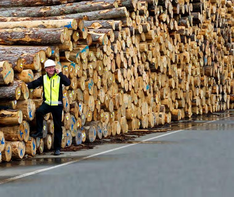 Forestry & Wood Processing Forestry is a well-established and significant part of the Northland economy, thanks to the region s warm climate, reliable rainfall and fertile soils.