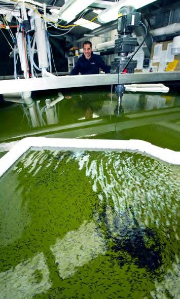 Northland aquaculture: new frontiers for innovation and growth Northland is home to the National Institute of Water and Atmospheric Research (NIWA) facility - a world-leading fisheries and