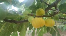figs and its products; economy and social aspects of fig