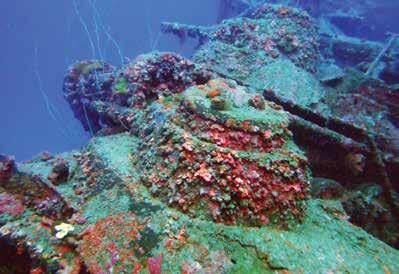 underwater environment of unparalleled intrigue that s accessible to both divers and snorkelers.