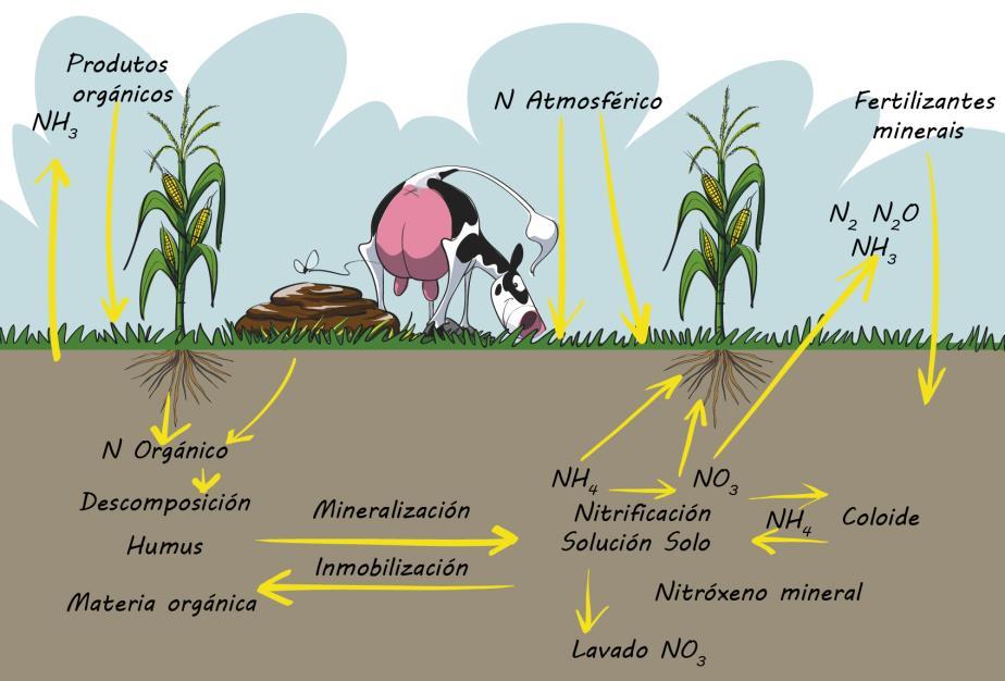 O uso eficiente dos xurros e fertilizantes minerais nos cultivos agrícolas reduce as perdas de nitróxeno ao medio natural, principalmente en forma de nitratos, así como doutros compostos de orixe
