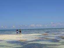 DAY 12-16 OBLIGITORY BEACH FOR RELAXING DIANI BEACH You will depart Offbeat Mara Camp and transfer to Mara North airstrip for your scheduled flight to Diani airstrip.
