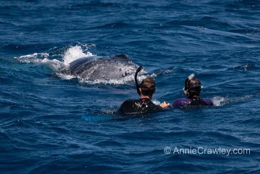 I m very excited to welcome you aboard our extraordinary experience with our dive team to swim with humpback whales in Tonga!
