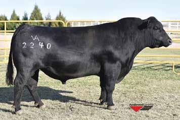 His progeny have been highly sought after in sales throughout the United States.