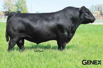 Dam has been a stalwart of the Stevenson program and has also produced Stevenson CE Deluxe 1914 and Stevenson Hero I216U. Progeny are moderate and correct with super thickness and eye appeal.