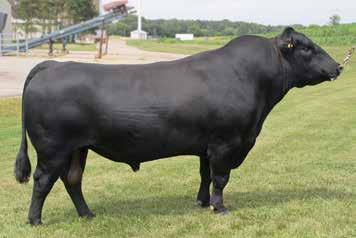 Outstanding daughters with super design, production and docility. Progeny are moderate framed and heavy muscled. CED BW WW YW CEM CW RE $EN $W $G $B -0.2 +1.7 +52 +101 +33-6 +51 +1.20 +0.83-0.003-11.