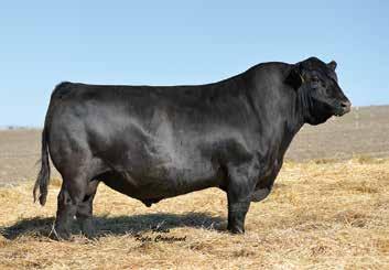 Basin Payweight 1682 Vermilion Payweight J847 Basin Payweight 006S Basin Lucy 3829 HARB Pendleton 765 J H 21AR O Lass 7017 21AR O Lass F24A Basin Payweight 1682 is a proven calving-ease sire with