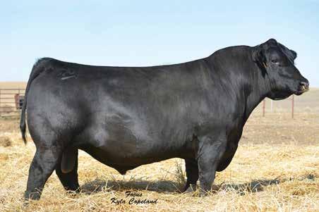 His progeny excel for weaning, yearling, feed efficiency and carcass traits. In addition he ranks in the top 1% $W value, top 2% for $F value and top 1% for $B value.