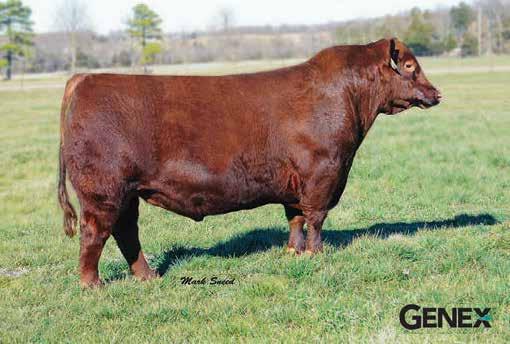 of the breed, and is widely recognized as one of the breed s best, all-around sires.