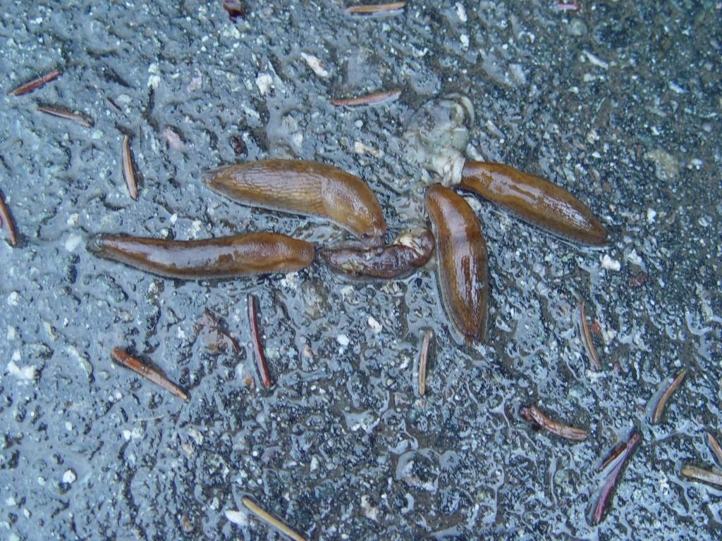 Dusky Slug Arion subfuscus (Exotic) Kodiak