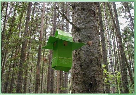 2010 Pest Detection Surveys in Alaska: INSECTS: Gypsy Moth