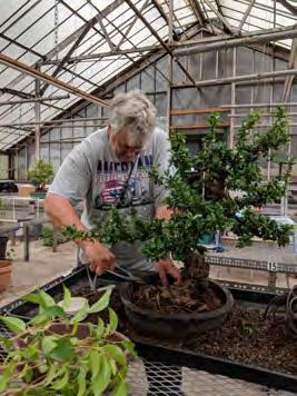 September will be a busy month with some changes to our previously published schedule. The following September program is out of sequence. NEXT MEETING SEPT. 30TH. BONSAI ARTIST MR.