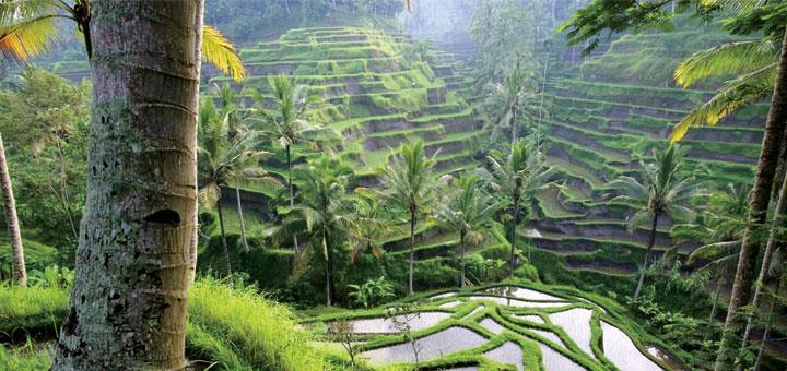 Ubud which is known as the artist colony offering different ambience where the local culture and world art influence are mixing together.