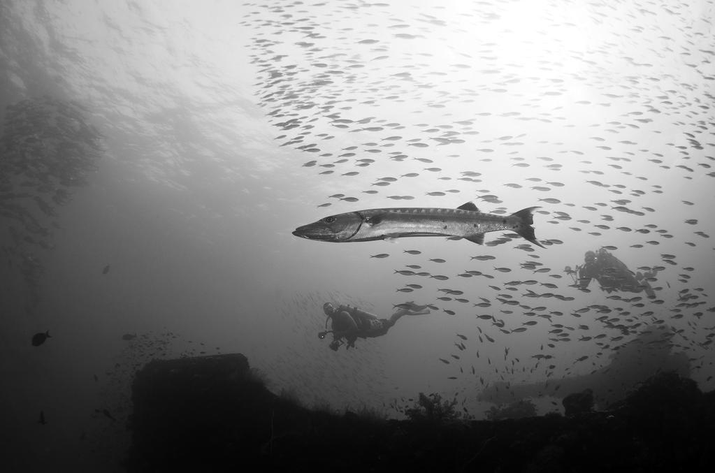 Schools of tuna and smaller fish circled the wreck, and a large barracuda seemed to be standing guard over the bow gun.