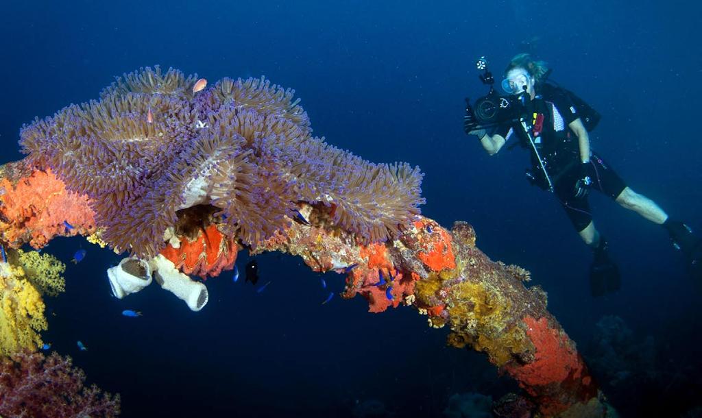 wikimedia commons CLOCKWISE FROM ABOVE: Shinkoku Maru; Anemonefish in large anemone on the wreck of the Shinkoku Maru; Artifact on the Shinkoku Maru wreck; Diver at davit on the Hoki Maru; Truck on
