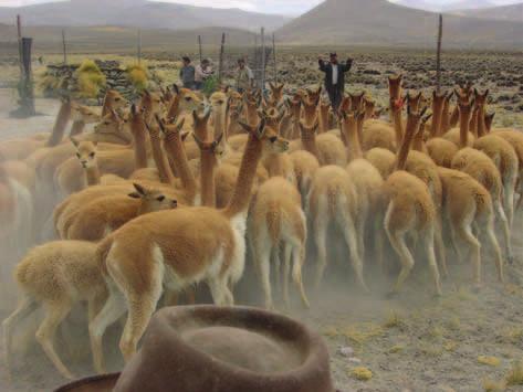 It is also the largest producer in the world of alpaca textiles and, of course, it is also the birthplace of what is now known as the modern alpaca, so it was fitting that Arequipa, Peru was chosen