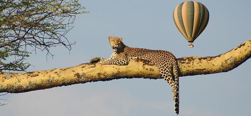 Optional Activity Hot air ballooning over the vast Serengeti plains is the ultimate game viewing experience. Arriving at your launch site before dawn, you ll take off as the sun rises over the hills.