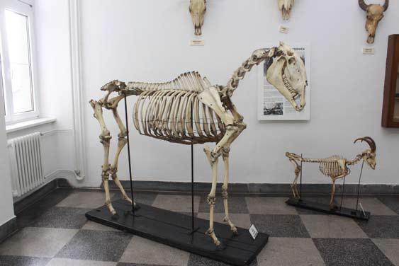 Библиотека Катедре за анатомију, у чијем је саставу Музеј, поседује значајну архивску грађу и обимну фото-документацију на основу којих је могуће реконструисати токове развоја ветеринарске анатомије