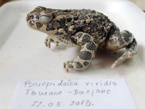 факултета Шумска крастава жаба A forest toad Збирка водоземаца и