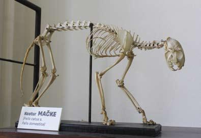 Бојовића The skeleton of Duke Petar
