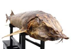 beluga The Anatomical Museum at the