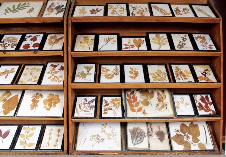 The Dendrological Collection at the Faculty