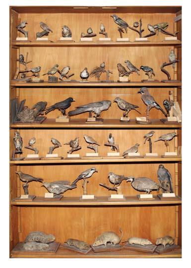 collection of birds and small mammals Збирка земљомерки