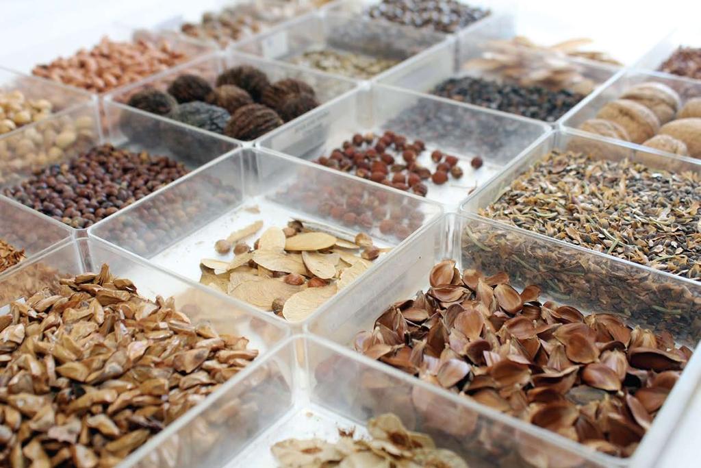The Collection of Seeds of Woody Species at the Faculty of Forestry Збирка семена дрвенастих врста Шумарског факултета