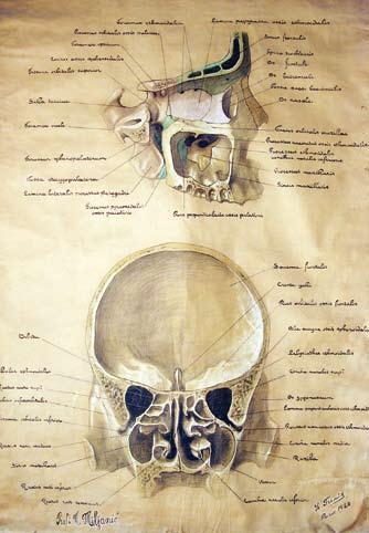 The Museum of Human Anatomy at the Faculty of Medicine The Museum of Human Anatomy at the Faculty of