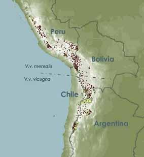 CHAPTER 1 BACK FROM THE BRINK OF EXTINCTION The populations of vicuña, Vicugna vicugna a small member of the camelid family in South America s Andes region have followed a volatile trajectory over