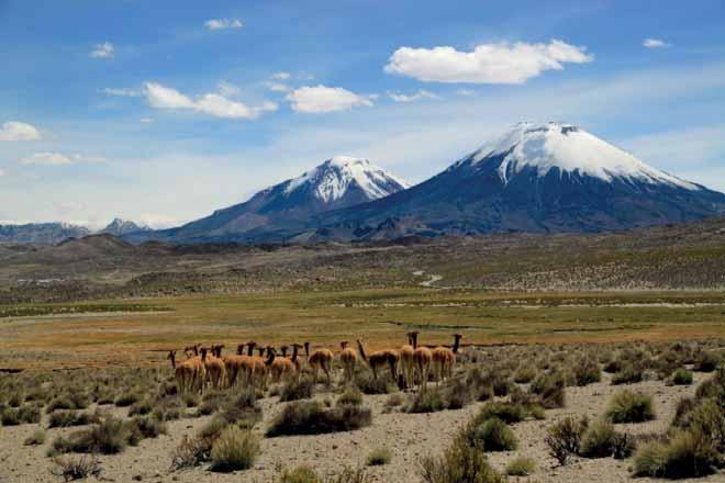 CHAPTER 4 SUSTAINABILITY ISSUES The story of vicuña conservation and trade is largely one of success, both for the species and local communities that have benefited from its resurgence.