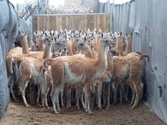 Round up of guanaco in Payunia, Argentina, Gabriela Lichtenstein In Argentina, guanaco in the southern part of the country face a threat from ranchers (estancieros) who wish to replace them with