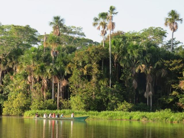 Six species of monkeys live in the surrounding forest, a family of Giant Otters are regularly seen fishing in a nearby oxbow lake, a large flooded palm grove harbours hundreds of Red- Bellied Macaws,
