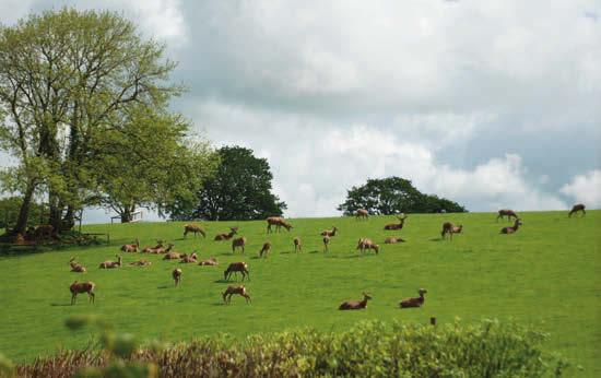 The Deer Park Created in the 1980s by previous owners, Throwcombe Park is a true private