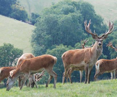 The owners currently supply all of the venison from the herd to Riverford Organic Farms
