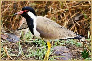Birding in Pench National Park There are over 285 species of resident and migratory