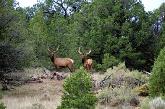 H U N T I N G A N D W I L D L I F E The Ranch offers the opportunity to hunt trophy elk and mule deer, with 350 to 400 class bulls and 170 to 200 class bucks taken on the Ranch and in the area.