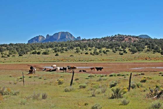 W A T E R & C A T T L E The Ranch is currently leased for cattle grazing. The carrying capability is approximately 9 to 10 head per section.
