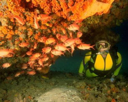 As if you didn t already have enough to fill your charter schedule, St. Lucia s steep coastlines and expansive reefs additionally offer visitors exceptional sites for snorkeling and scuba diving.
