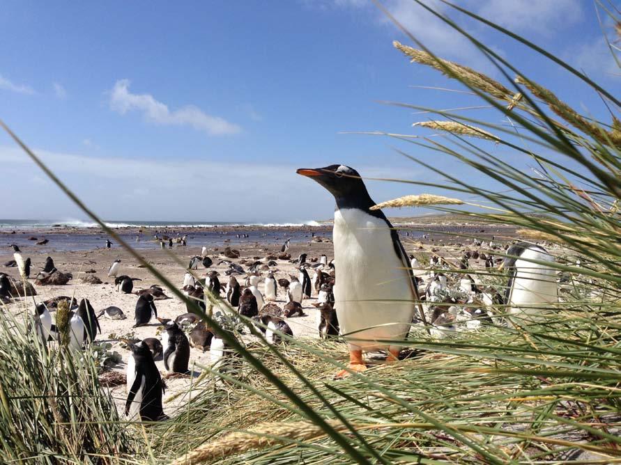 Purpose of Visit by Month The seasonality of tourism in the Falkland Islands is quite significant, with 72.