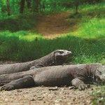 visit a traditional village with remains of an extinct megalithic culture Day 12: Komodo Island, Indonesia Uncover UNESCO World Heritage Komodo
