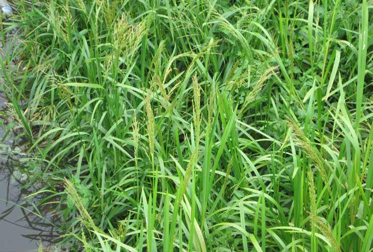 Sweet-grass and Reed