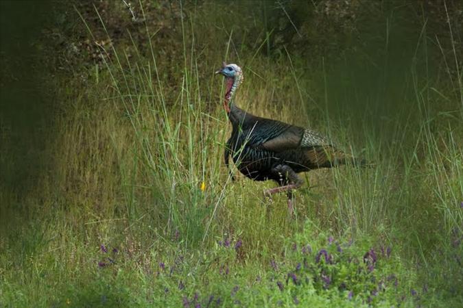 Recreation A turkey on the ranch The ranch is a recreational wonderland with swimming, windsurfing, fishing and boating on the lakes, hiking, mountain biking and horseback riding on the miles of