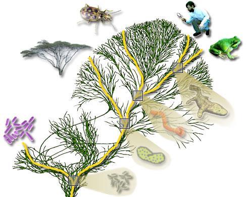 FILOGENIJA znanost određivanja i analiziranja evolucijskih odnosa između organizama FILOGENIJA DRVO ŽIVOTA phylon = gr. stabljika - genesis = gr.