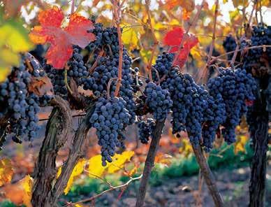 Colchagua Valley The Colchagua Valley is one of the world s premiere tourist destinations.
