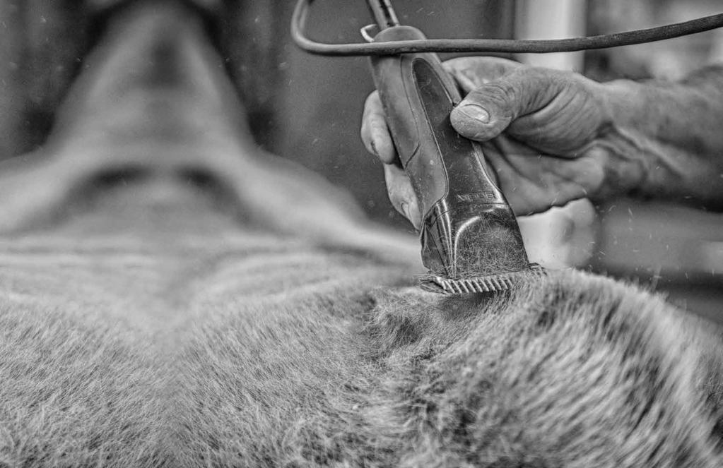 LARGE ANIMAL GROOMING TOOLS Finish faster and show-ready with powerful clipping solutions from Andis. There s no such thing as one size fits all when it comes to grooming large animals.