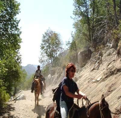 Optional tours from Viña del Mar Daily Horse Riding in La Campana National Park Daily Horse riding designed especially To know the core of La Campana National Park.