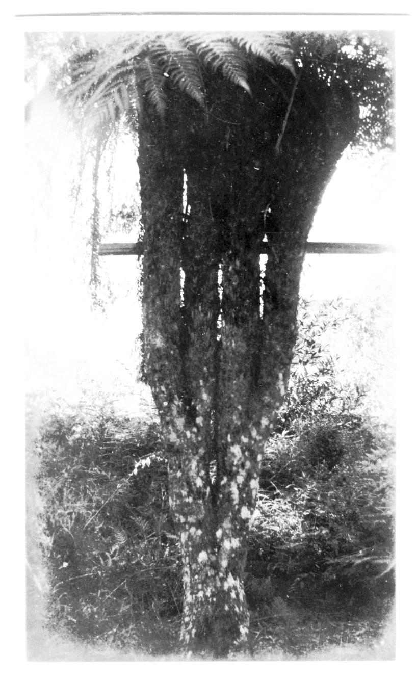 Photo 2. Multi-trunked Cyathea australis, Canyon Lookout, c.1946 1 Lunch was eaten at Tallanbana picnic area as the quest for the multi-stemmed Cyathea australis was to be undertaken in the afternoon.