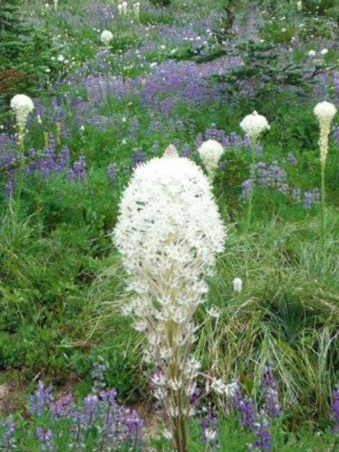 The Purple Lupine, the Crimson Indian Paint Brush, the big snowball flowers of the Bear Grass