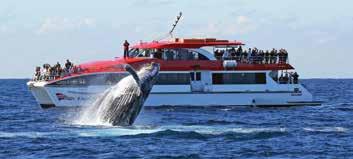 Season 19 May to 31 October 2018 See Humpback & Southern Right Whales during winter migration Open water cruise through the